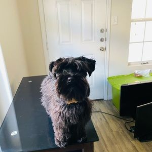 Meet your Posher, Marquis